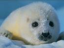 La caza de focas en Canad&aacute;